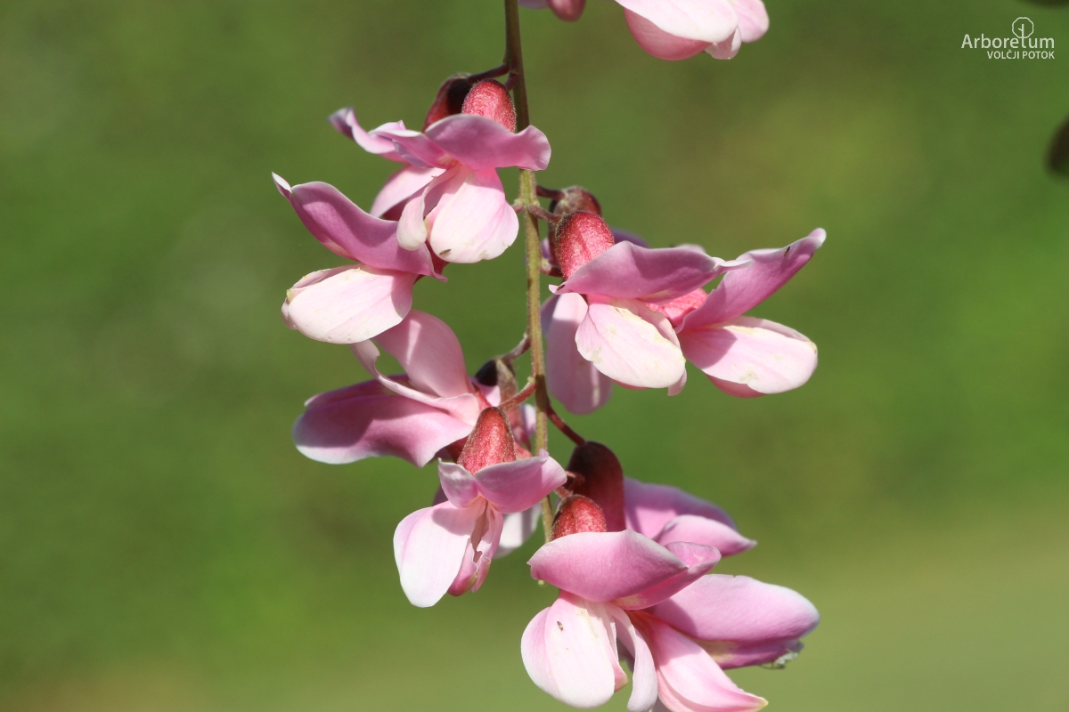 L-6-158_Robinia ‘Anna Irena’_c11