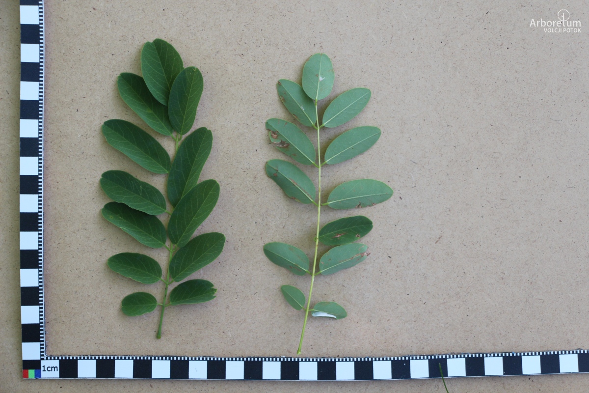 L-6-158_Robinia ‘Anna Irena’_l15