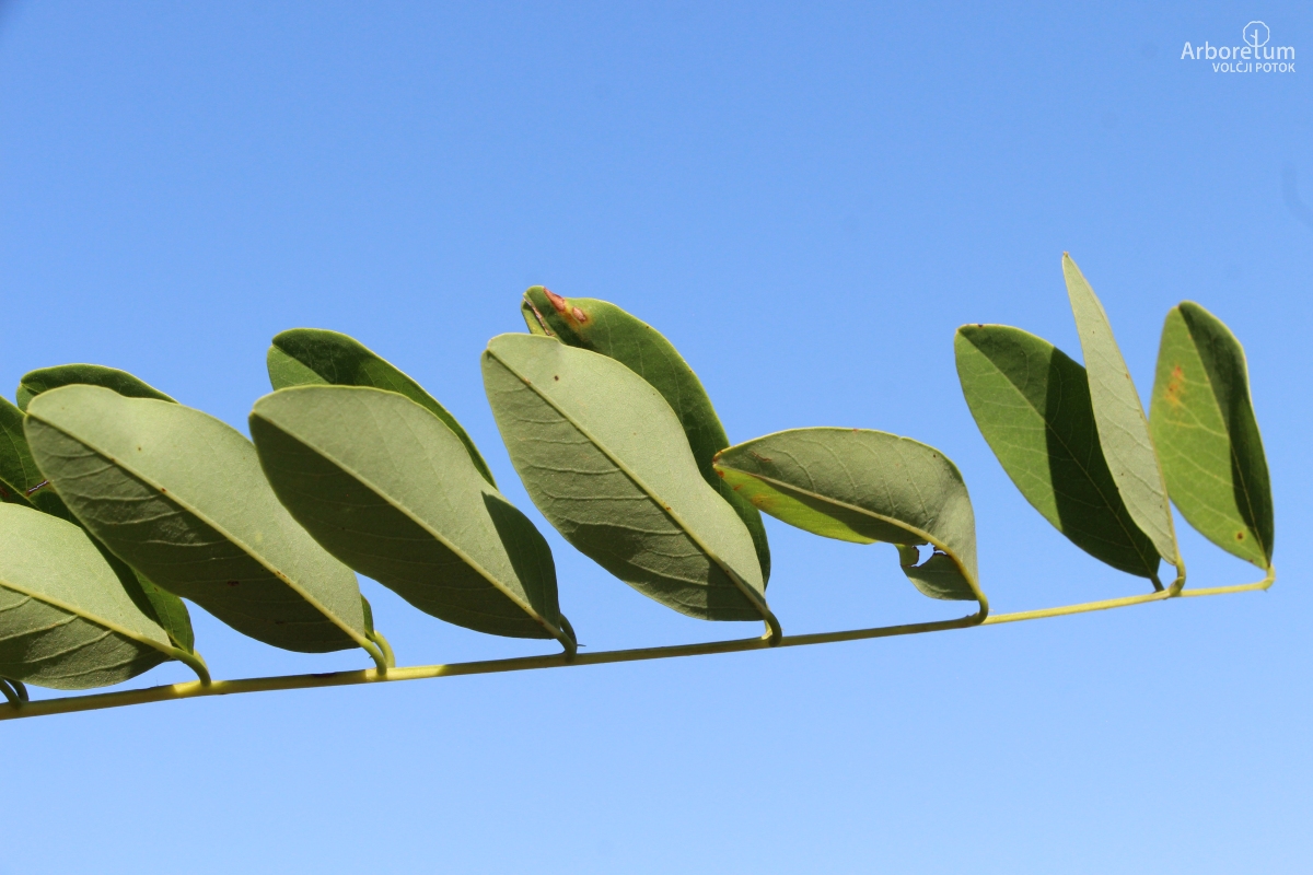 L-6-158_Robinia ‘Anna Irena’_v11