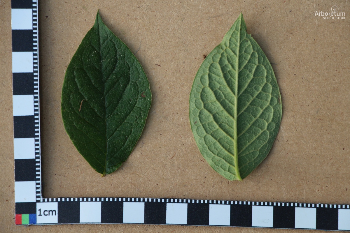 L-6-33_Cotoneaster bullatus_l10_junij
