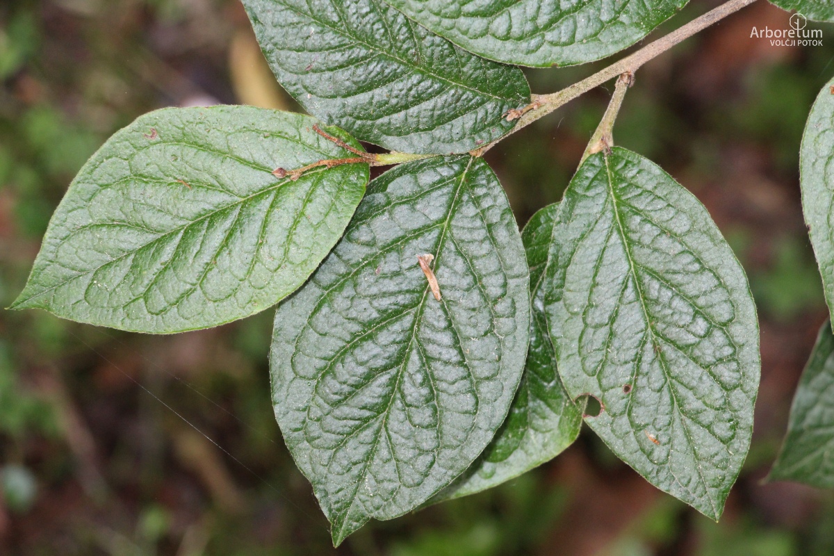 L-6-33_Cotoneaster bullatus_l8_junij