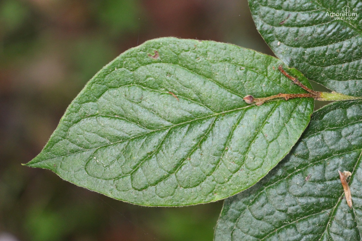 L-6-33_Cotoneaster bullatus_l9_junij