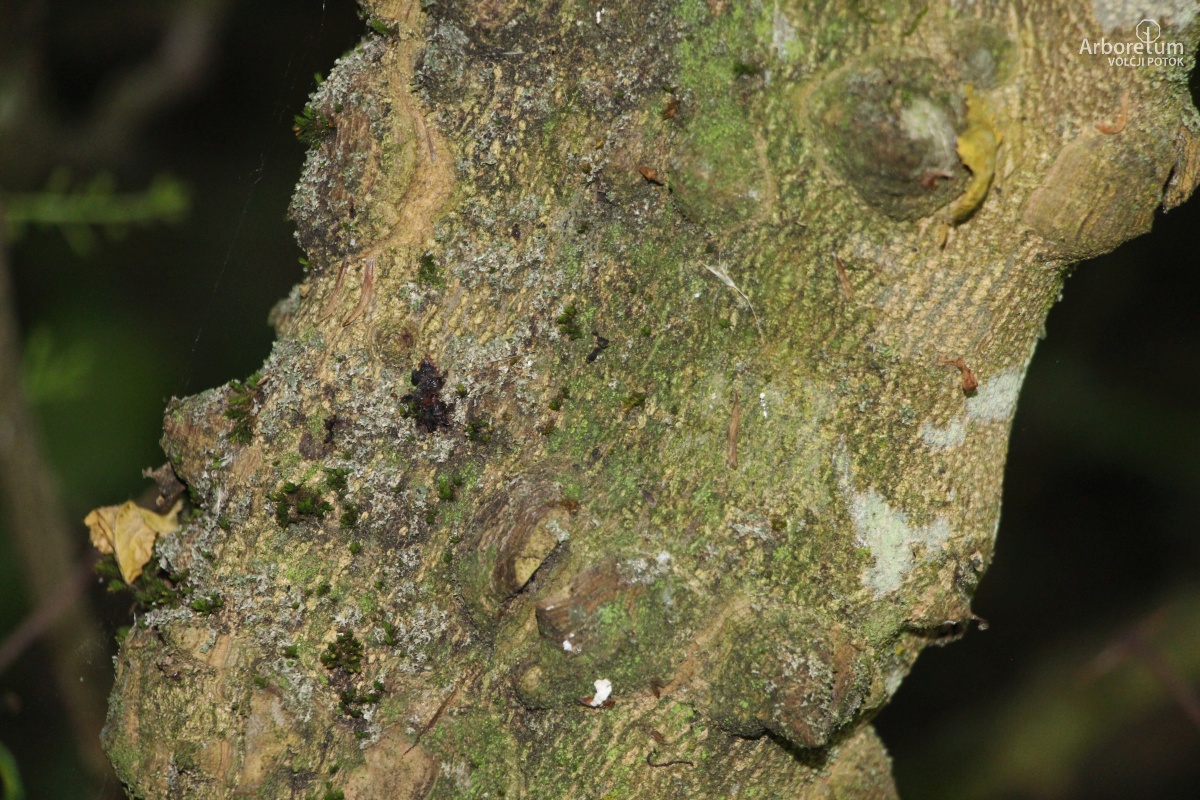 L-6-39_Zanthoxylum piperitum_d6_junij