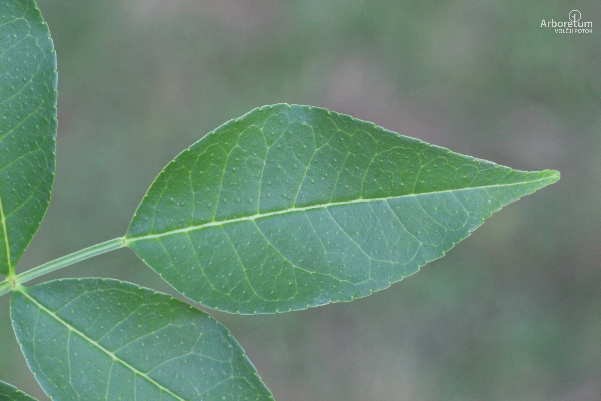 L-6-39_Zanthoxylum piperitum_l24