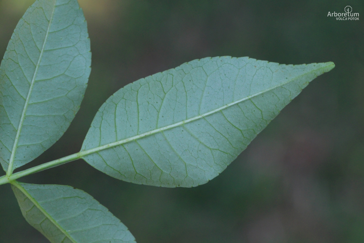 L-6-39_Zanthoxylum piperitum_l25