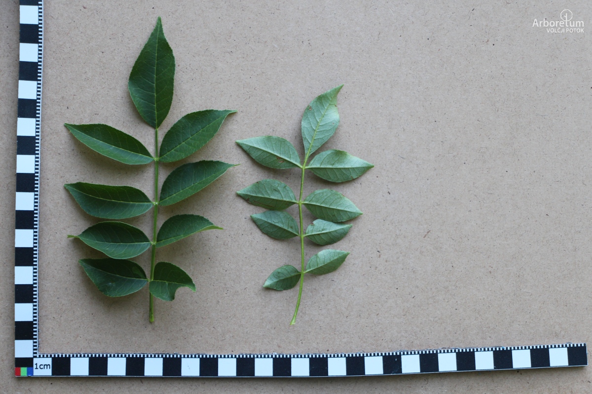 L-6-39_Zanthoxylum piperitum_l28