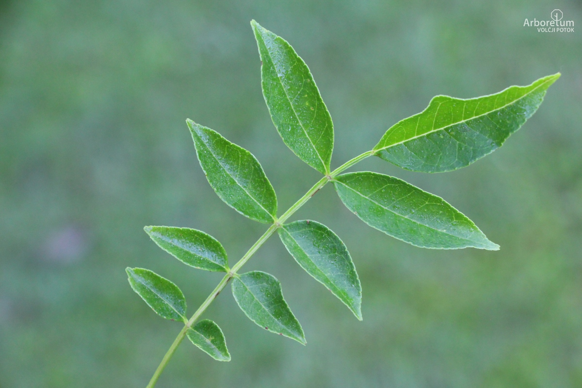 L-6-39_Zanthoxylum piperitum_l7_junij