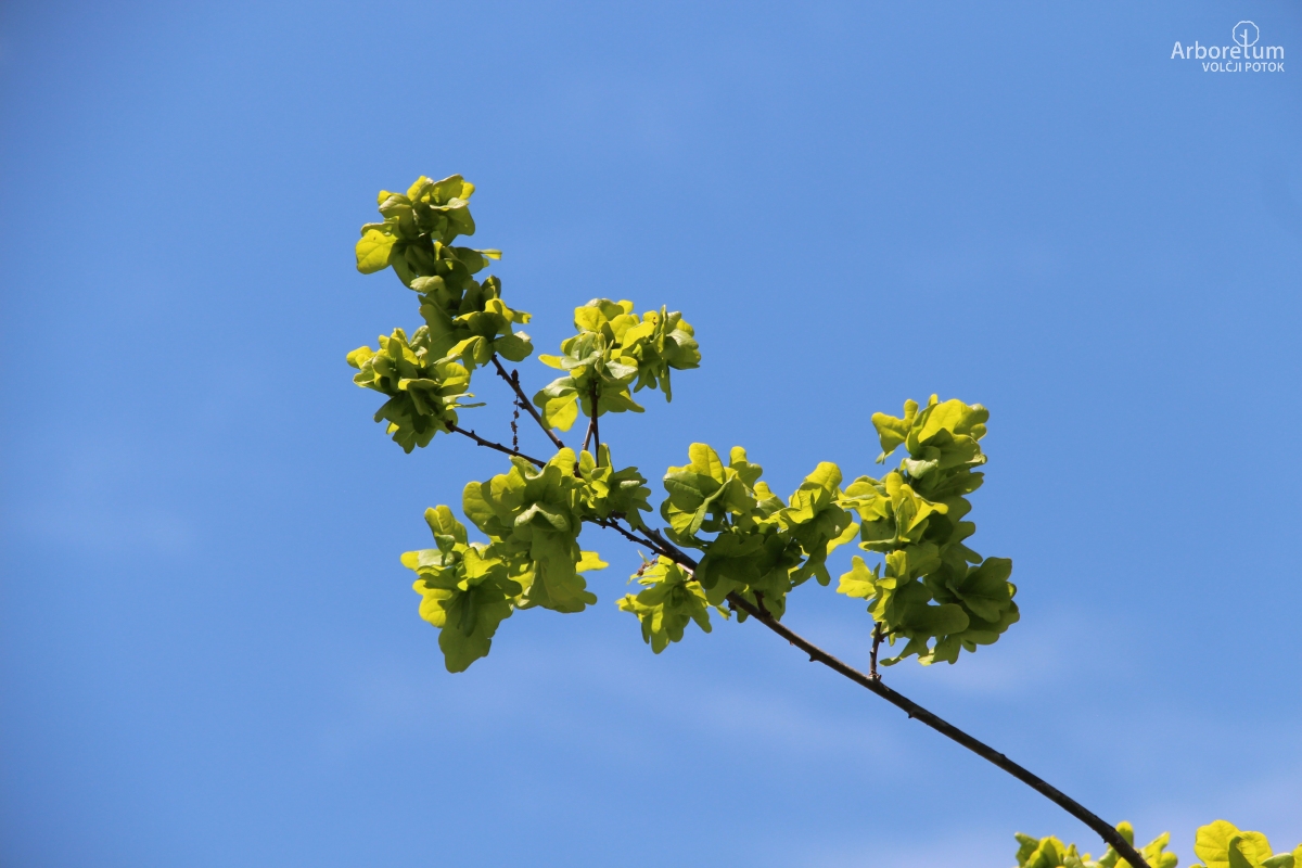 L-7-140_Quercus robur ‘Cristata’_v10