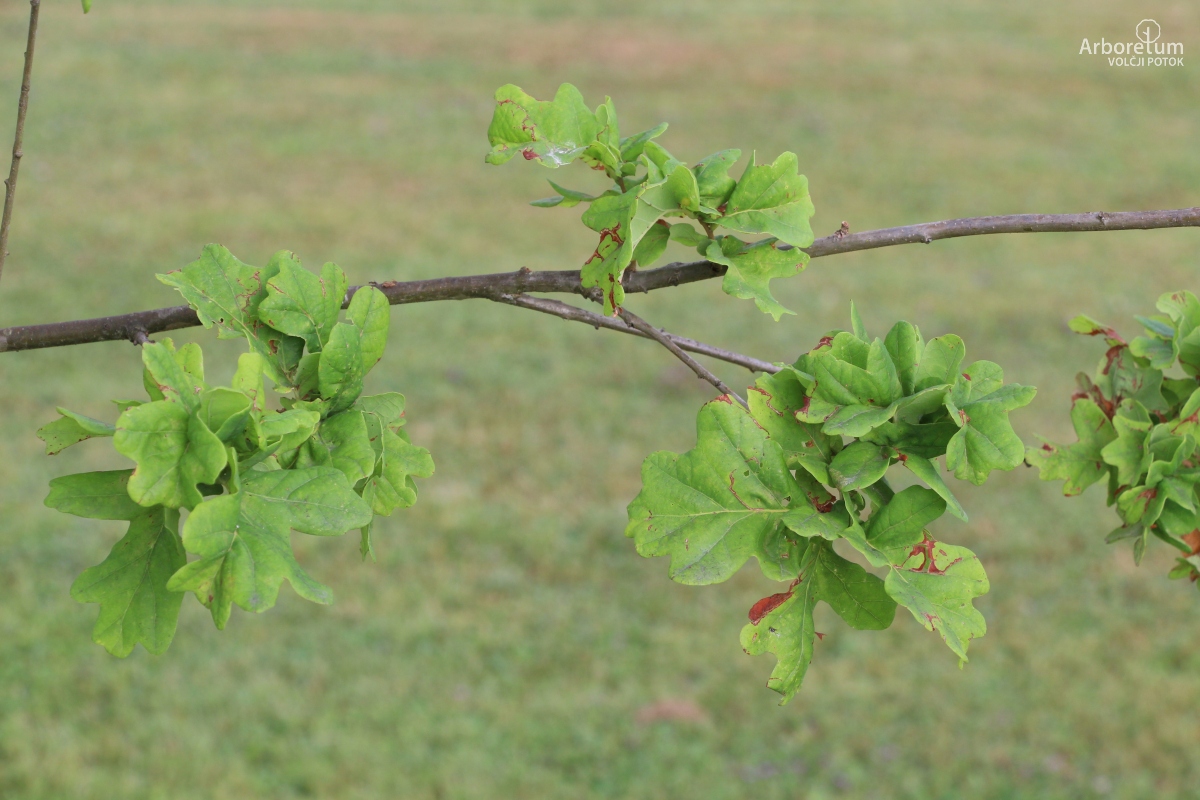 L-7-140_Quercus robur ‘Cristata’_v11