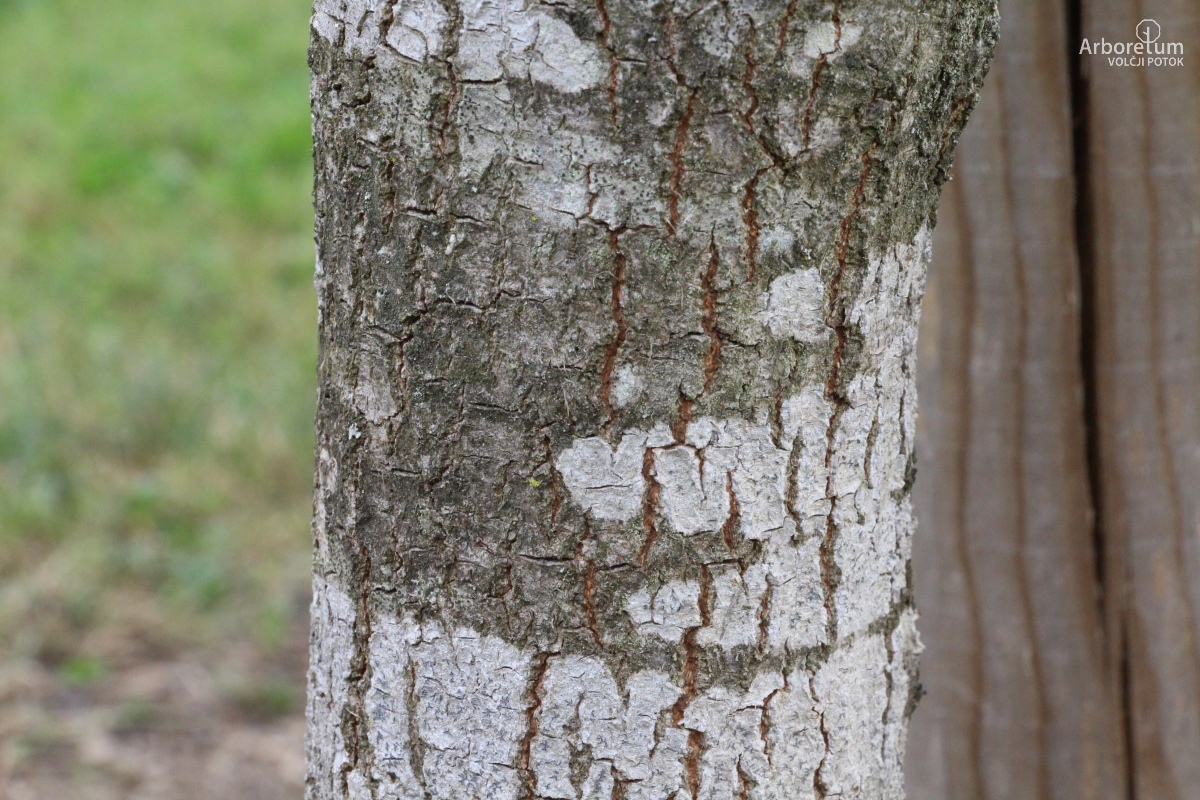 L-7-140_Quercus sp._d25
