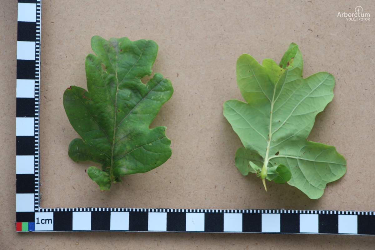 L-7-140_Quercus sp._l15