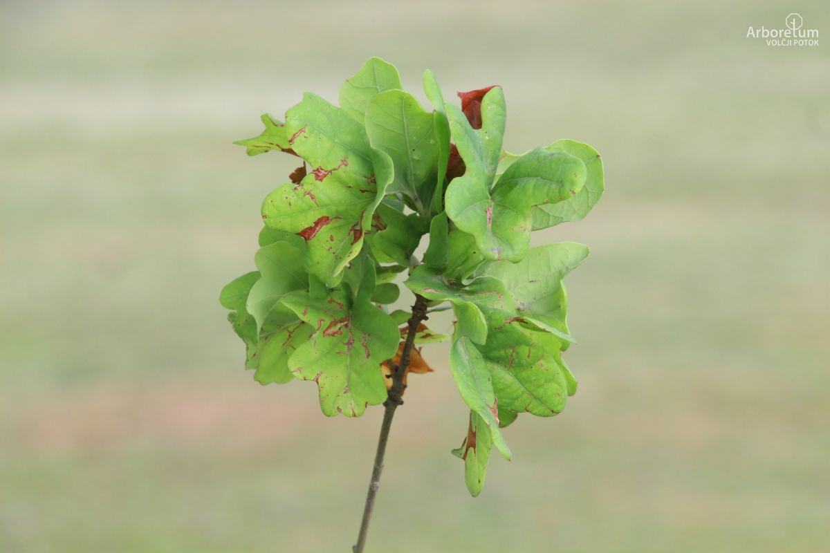 L-7-140_Quercus sp._v10