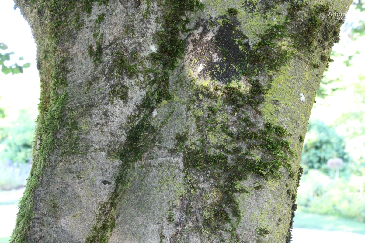 L-7-30_Fagus sylvatica ‘Zlatia’_d10_junij