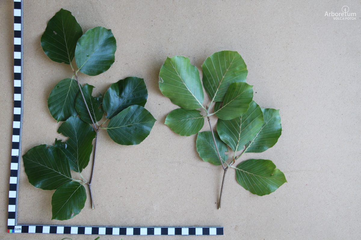 L-7-30_Fagus sylvatica ‘Zlatia’_v11_junij