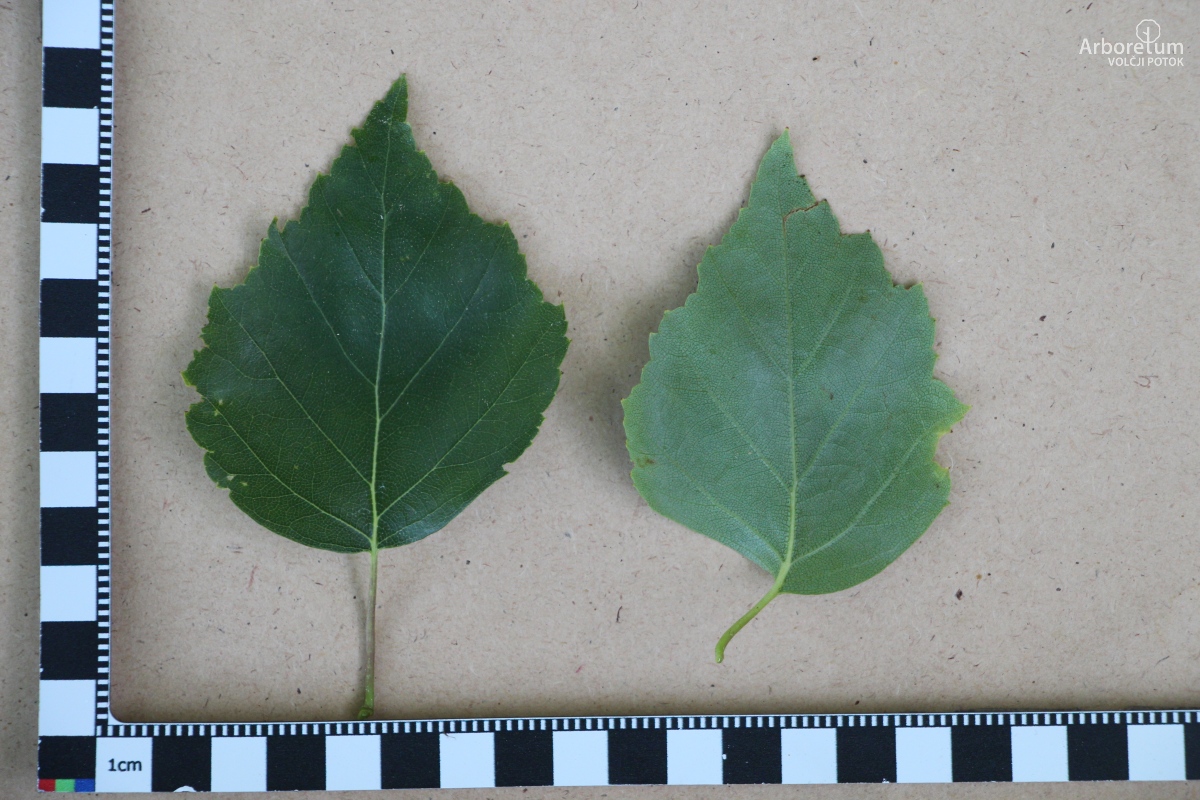 L-8-105_Betula pendula ‘Fastigiata’ _l66_junij