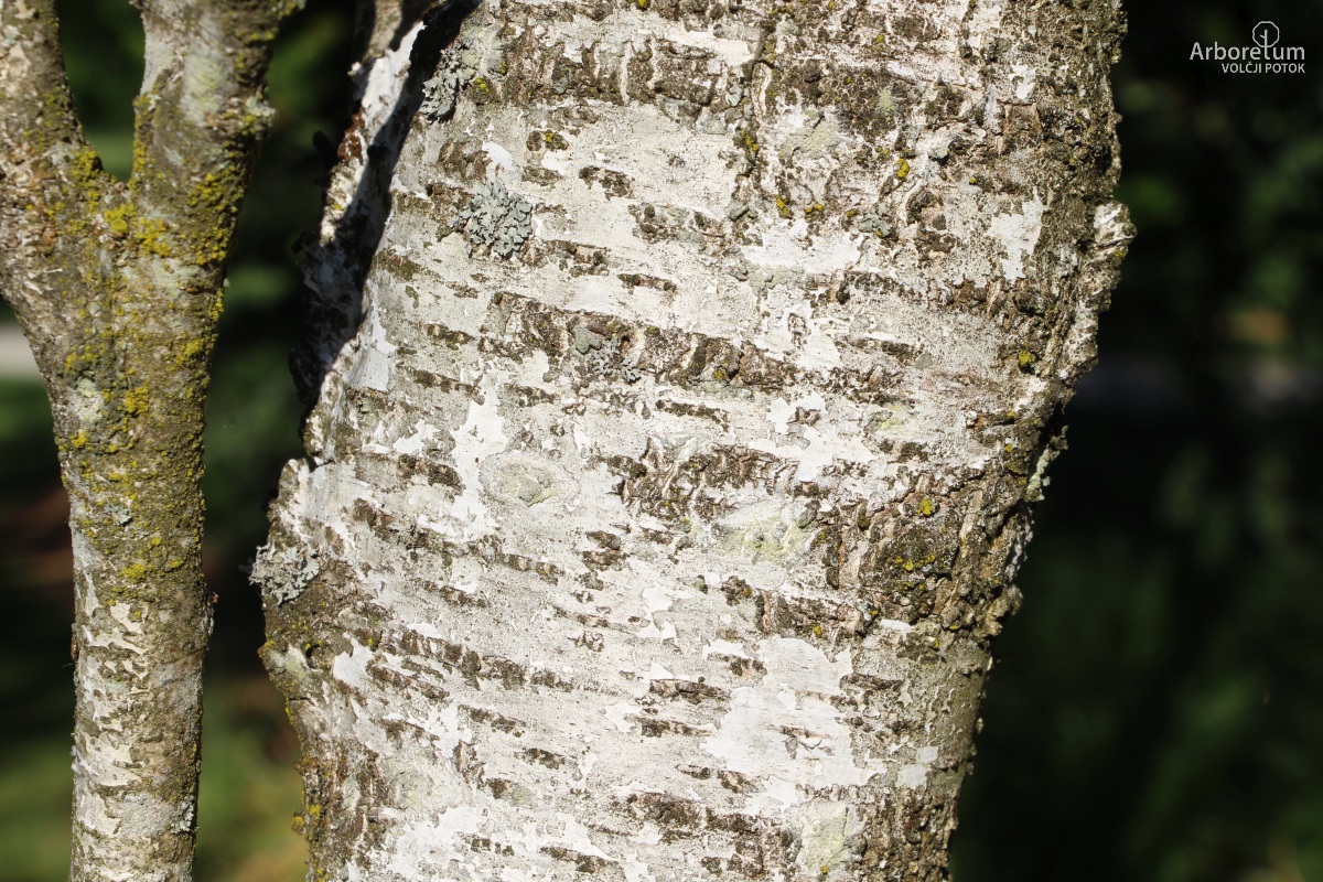 L-8-105_Betula pendula ‘Fastigiata’_d7_junij