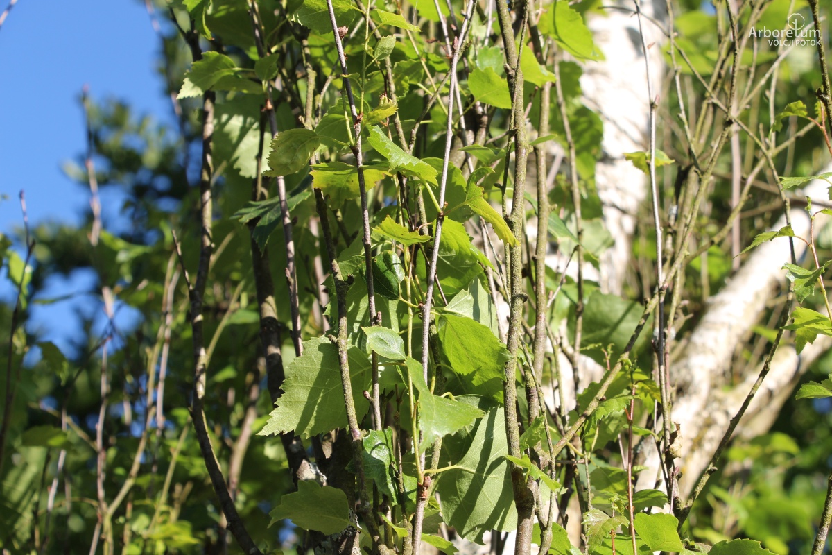 L-8-105_Betula pendula ‘Fastigiata’_v10_junij