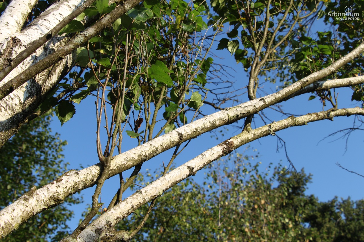 L-8-76_Betula pendula ‘Fastigiata’_v10
