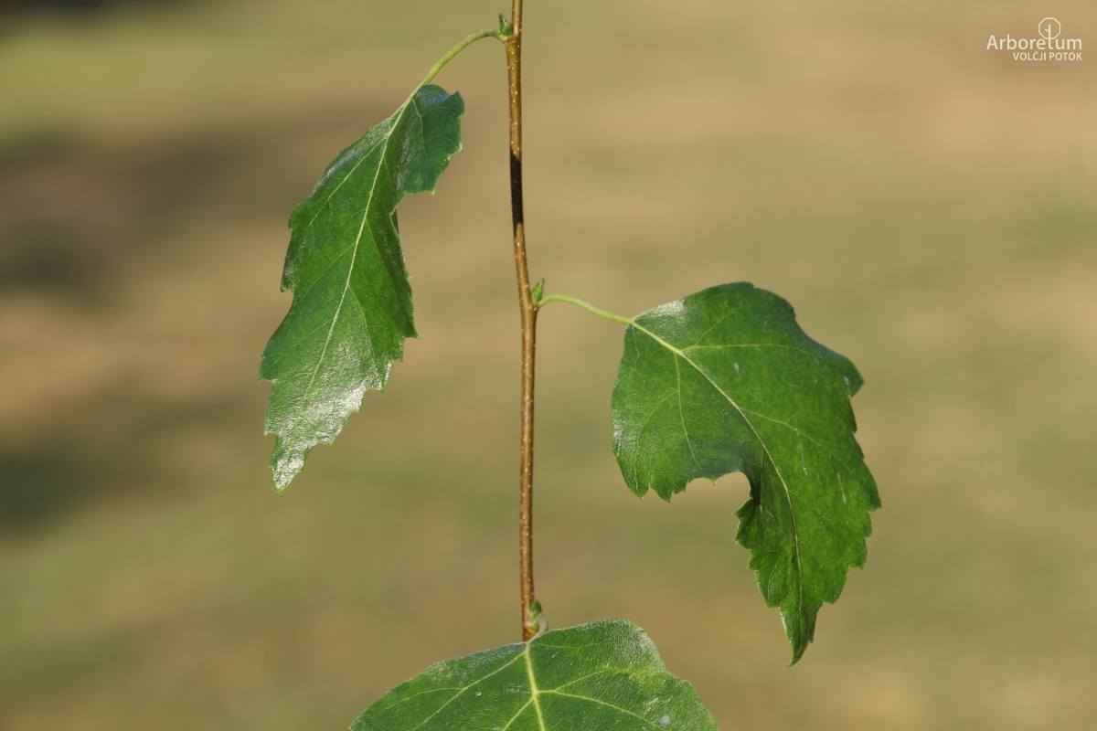 L-8-76_Betula pendula ‘Fastigiata’_v11