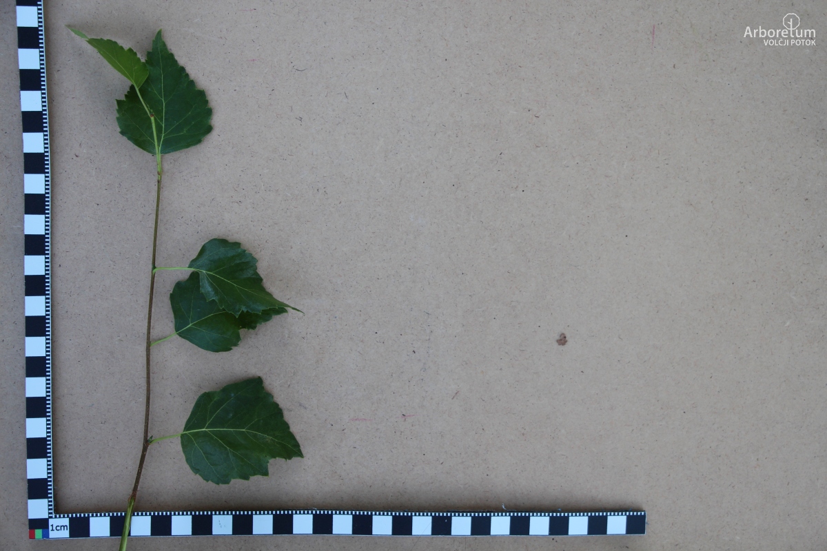 L-8-76_Betula pendula ‘Fastigiata’_v12