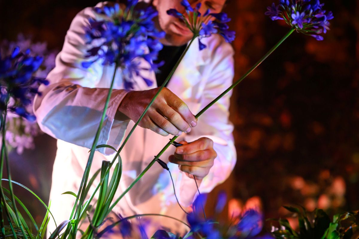 Miha Godec povezuje rastline z zvokom. Foto: Katja Goljat Miha Godec pritrjuje senzor na steblo cvetoče rastline, ki omogoča zaznavanje bioelektričnih signalov.