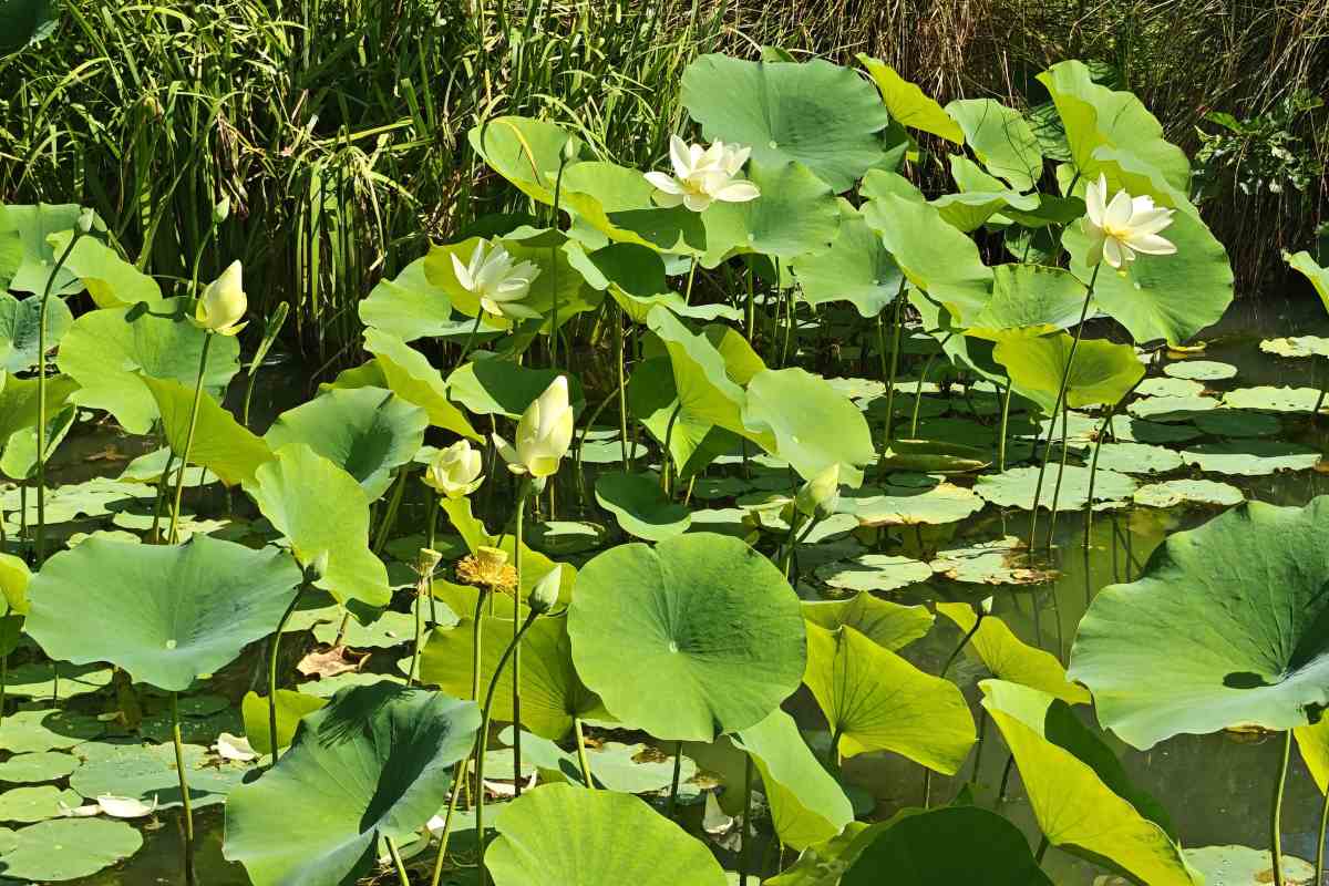 Cvetoči lotosi v Arboretumu Volčji Potok Skupina lotosov v plitvem jezeru, obdana z zelenimi listi in vodnim rastlinjem. Nad listi se na dolgih steblih dvigajo beli cvetovi in zaprti cvetni popki.