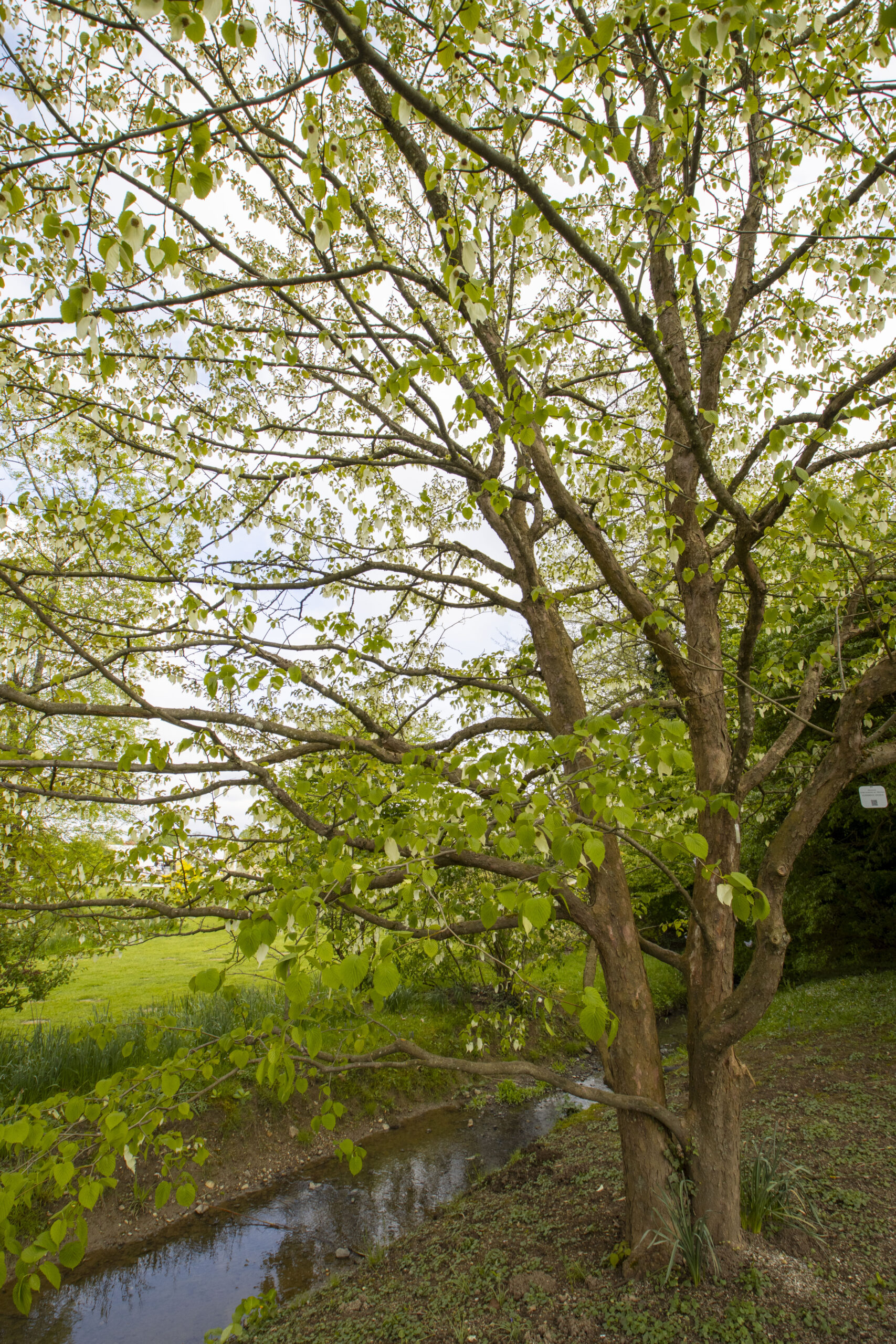 Davidija (Davidia involucrata) v Arboretumu Volčji Potok Razrasla davidija z več debli in široko krošnjo raste ob ozkem vodnem kanalu v Arboretumu Volčji Potok.