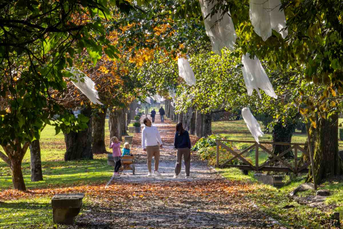 Začarani park v jesenskem Arboretumu Obiskovalci se sprehajajo po sončnem jesenskem drevoredu, med krošnjami dreves pa lebdijo bele figure duhov.