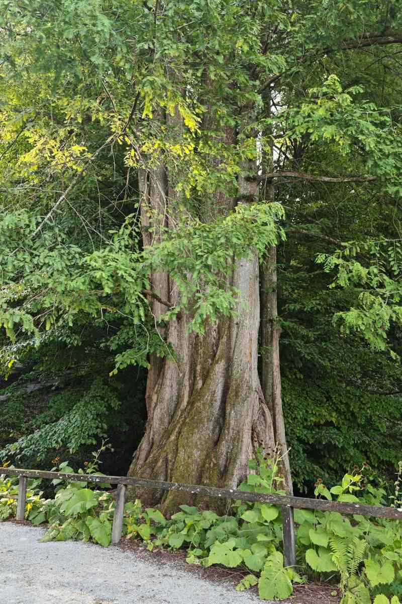 Mogočna metasekvoja (Metasequoia glyptostroboides) v Arboretumu Volčji Potok Mogočno deblo metasekvoje z globoko razbrazdano skorjo, obdano z zelenimi vejami in podrastjo.