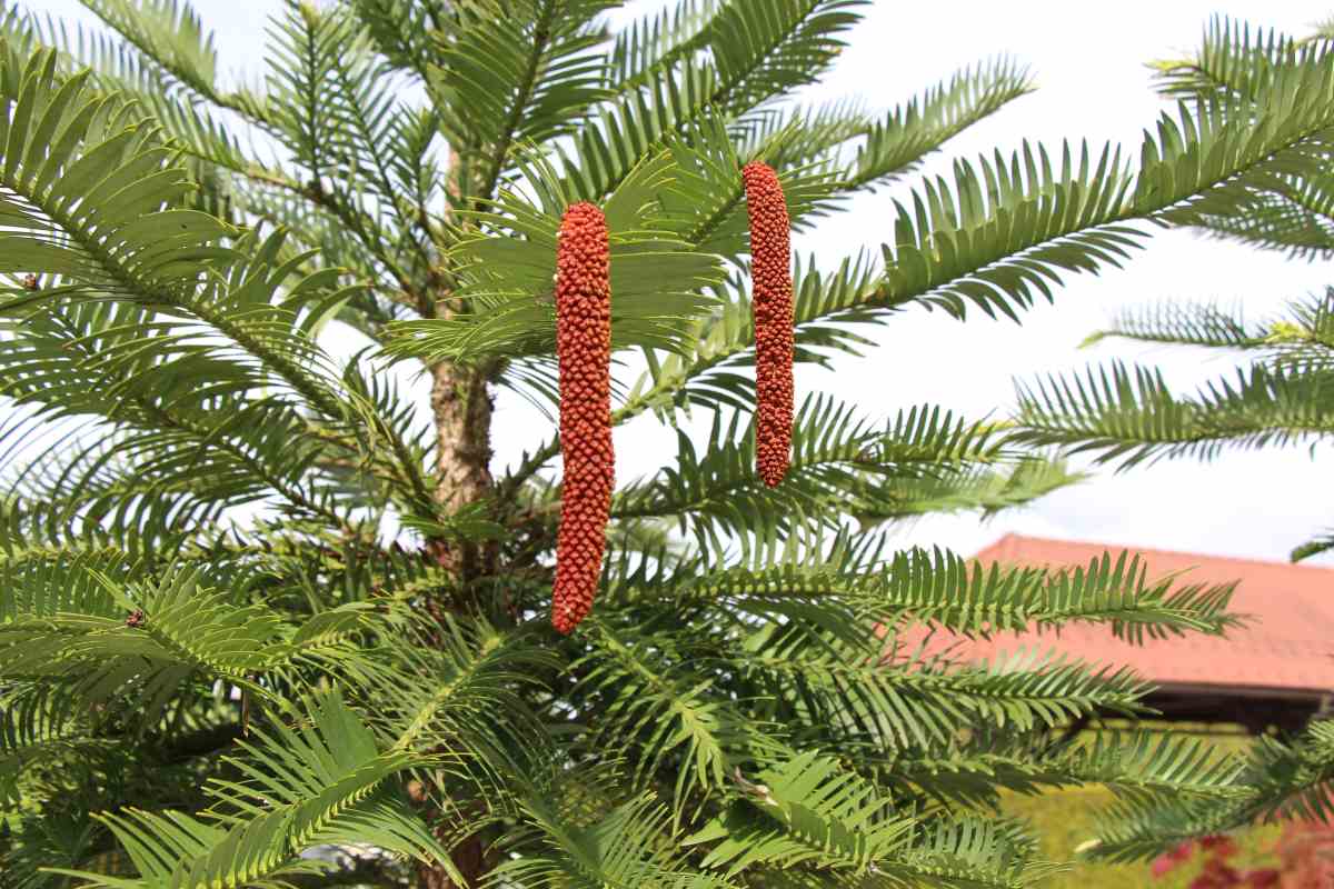 Volemija (Wollemia nobilis) Alt za slepe: Veje volemije z dolgimi zelenimi igličastimi listi in tremi podolgovatimi rdečerjavimi moškimi storži.