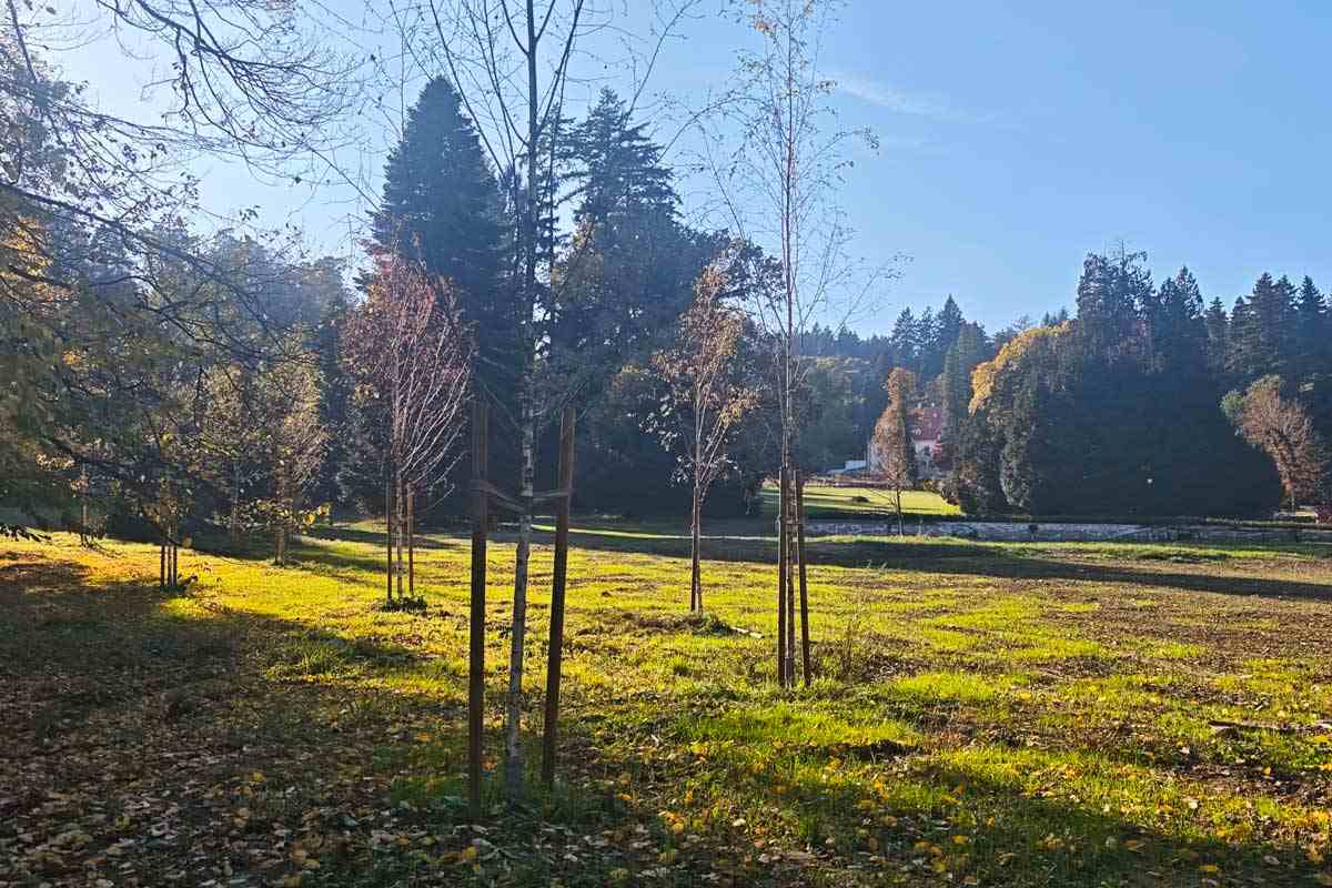 Mlade zasaditve v Arboretumu Opeka Mlada drevesa, podprta z lesenimi koli, na osončeni zelenici, v ozadju pa visoka odrasla drevesa Arboretuma Opeka.