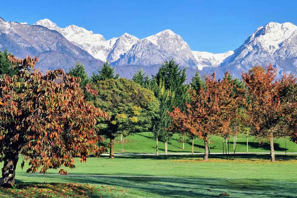 Jesenske barve Arboretuma pod zasneženimi gorami Drevesa z rjavordečim listjem in zeleni iglavci na travniku v Arboretumu. V ozadju se pod modrim nebom dvigajo zasnežene gore.