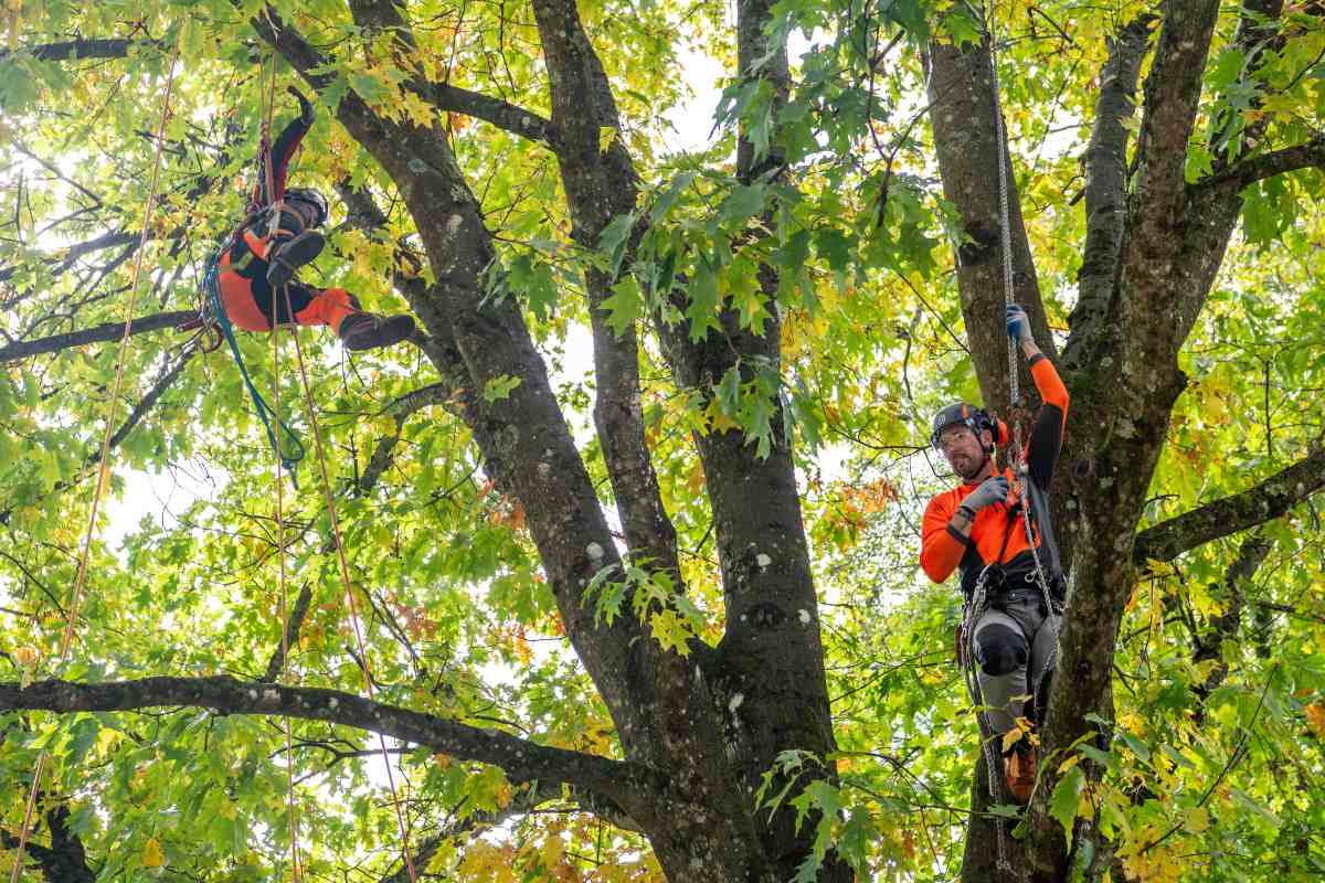 Prikaz vrvnih tehnik v drevesni krošnji. Foto: Nika Halaš Dva arborista s čeladama in plezalnima pasovoma sta z vrvmi vpeta med veje drevesa z zelenim in rumenim listjem.