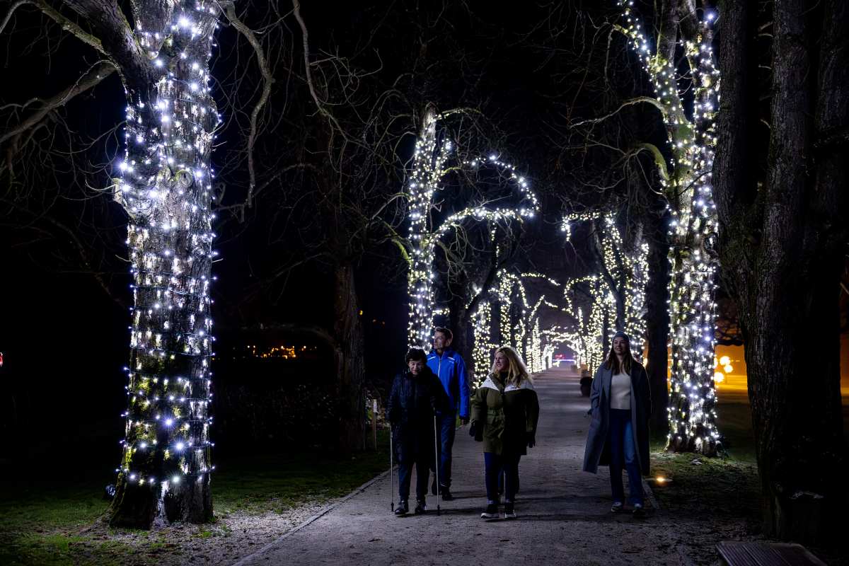 Sprehod po osvetljenem drevoredu Arboretuma Volčji Potok (Foto: Miha Kokole) Štirje obiskovalci hodijo po drevoredu, katerega debla in veje ovijajo bele lučke. Osvetljena pot se razteza daleč v ozadje.