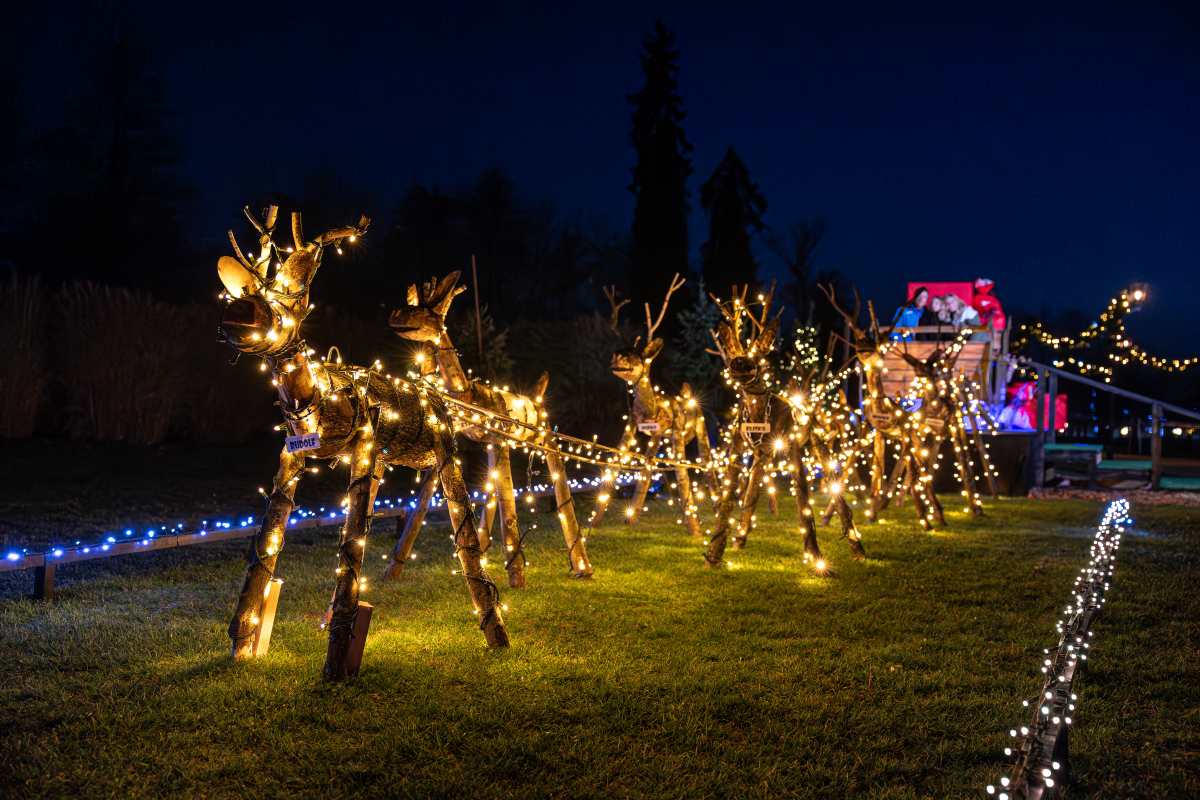 Božičkova vprega v Arboretumu Volčji Potok (Foto: Miha Kokole) Lesene figure severnih jelenov, ovite v rumene lučke, so razporejene v vprego pred sanmi. Na saneh v ozadju sedijo obiskovalci.
