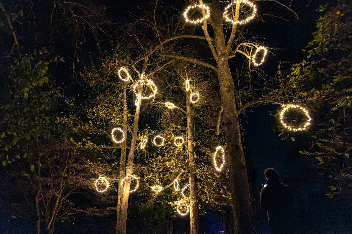 Svetlobni obroči med drevesi Arboretuma Volčji Potok (Foto: Miha Kokole) Z drevesnih vej na različnih višinah visijo obroči s toplimi belimi lučkami. Pod njimi stoji obiskovalec in gleda navzgor.